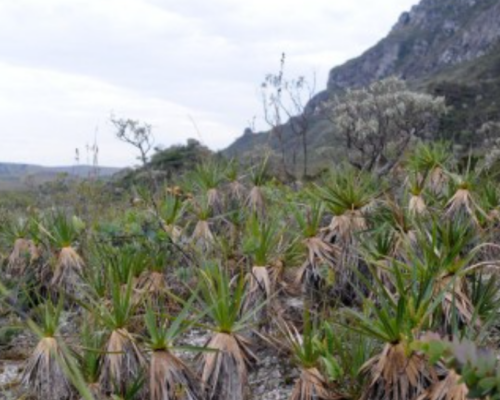 Serra do Espinhaço: professor da UFMG alerta para consequência da mineração