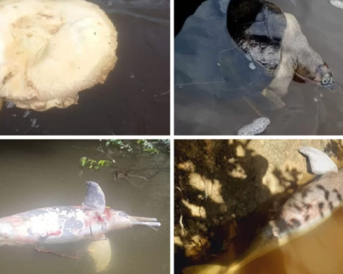 Ibama aponta indícios de ilícito ambiental da Mineração Taboca no Amazonas