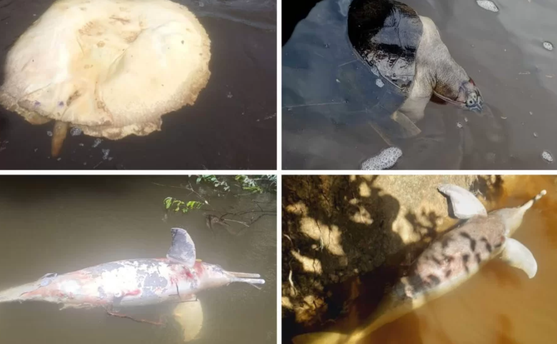 Ibama aponta indícios de ilícito ambiental da Mineração Taboca no Amazonas
