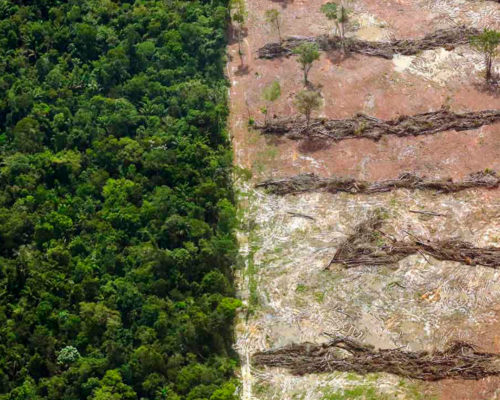 Amazônia: Lula combate a devastação; Flávio acaba com regras